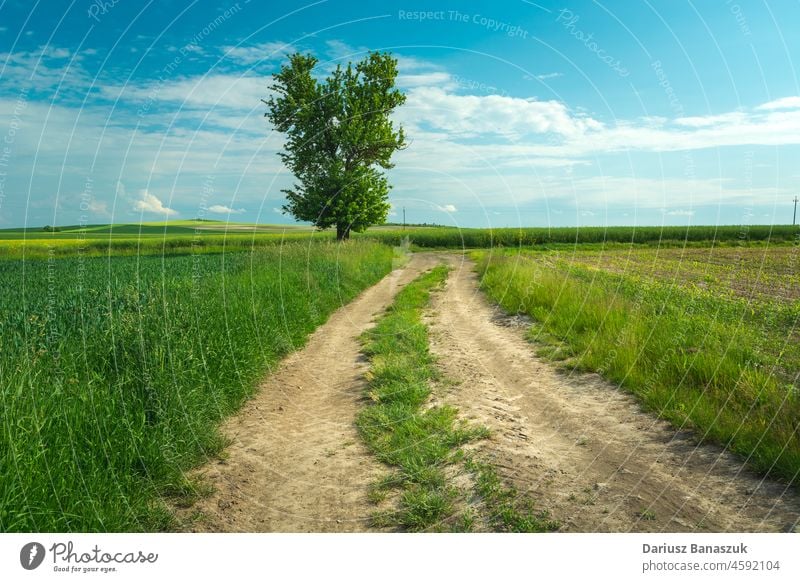 Ein einsamer Baum an einem Feldweg Straße Landschaft Cloud Natur Frühling Sommer blau Gras Himmel grün Schmutz Schönheit Hintergrund Umwelt ländlich im Freien