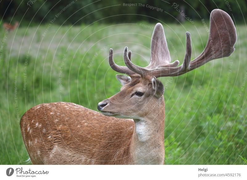 Damhirsch in einem Wildgehege Tier Damwild Wiese Tierporträt Geweih Blick zur Seite Sommer Außenaufnahme Farbfoto Menschenleer beobachten Schwache Tiefenschärfe