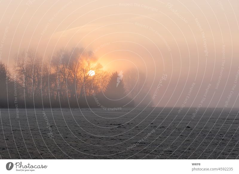 Eine mit Raureif bedeckte Nebelwiese bei Sonnenaufgang im Naturschutzgebiet Siebenbrunn bei Augsburg, Deutschland kalt Textfreiraum Wald Frost Landschaft Wiese