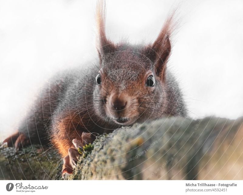 Eichhörnchen schaut neugierig Sciurus vulgaris Kopf Auge Nase Maul Ohr Pfote Krallen Fell Tiergesicht Wildtier Natur Baum Ast Schönes Wetter Sonnenlicht nah