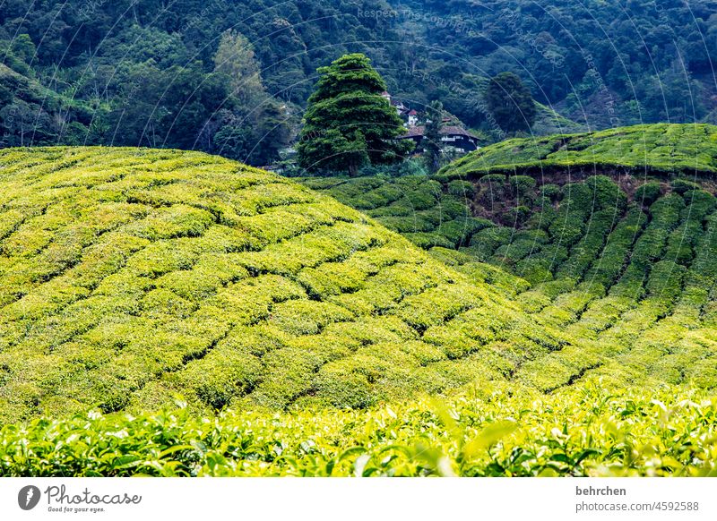 grün grüner teeeeee traumhaft Ferien & Urlaub & Reisen Tourismus Ausflug Abenteuer Baum Pflanze Landschaft Natur Umwelt Freiheit Ferne Blatt Nutzpflanze