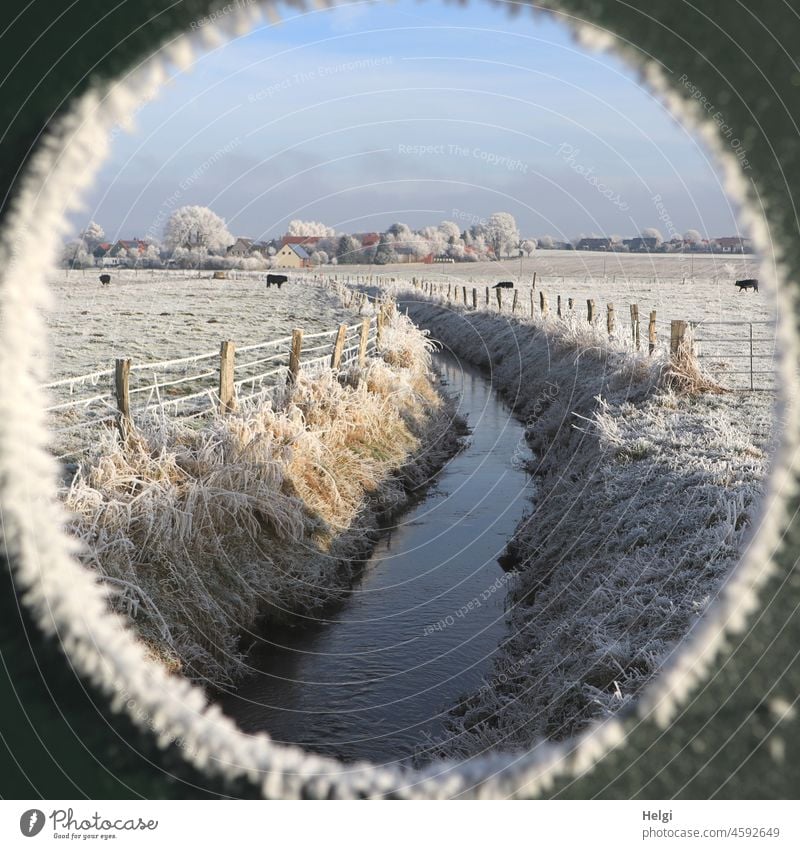 eiskalter Durchblick - winterliche Idylle auf dem Land mit Bach, Wiesen, Zaun und Rindern, alles mit Raureif bedeckt Kälte Landschaft Natur Bäume Dorf Eis