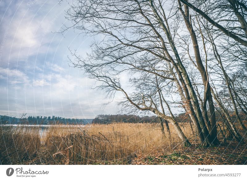 Bäume in der Nähe eines Sees in einer schönen Herbstlandschaft Landschaft unverdorben entspannend Laubwerk abgelegen Gelassenheit malerisch Wildnis grün orange