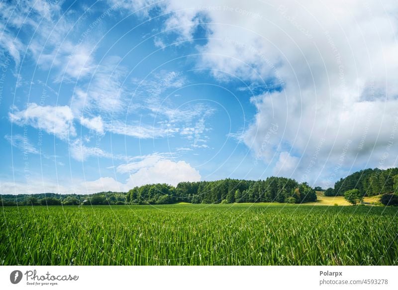 Grüne Ernten auf dem Feld im Sommer Ansicht im Freien wachsen Vegetation Himmel Grasland Flur Ebene übersichtlich wolkig Wolkenlandschaft malerisch natürlich