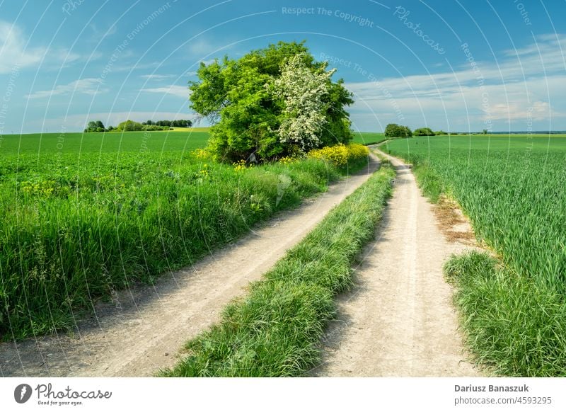 Eine unbefestigte Straße und schöne Frühlingsfelder Feld Natur Himmel Wiese Landschaft Cloud grün Ackerbau Sommer blau Gras im Freien Schmutz ländlich sonnig