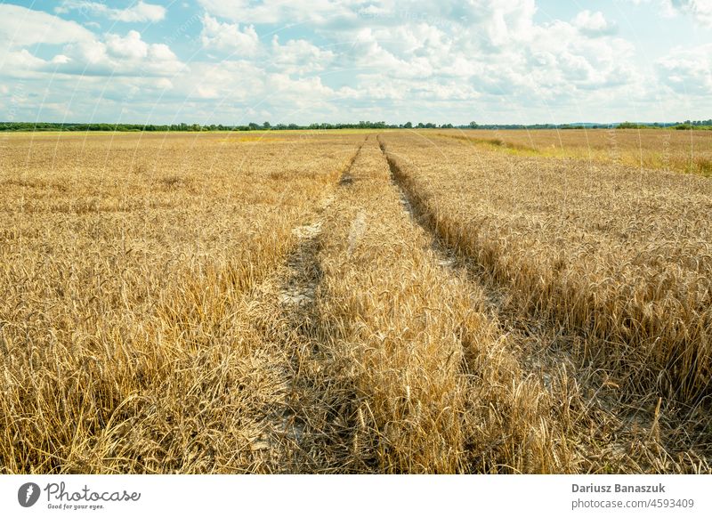 Technologischer Weg durch das Korn, Sommeransicht Cloud Feld Himmel Ackerbau Bauernhof Landschaft Weizen Horizont blau Rad Wachstum Straße Landwirtschaft Spur