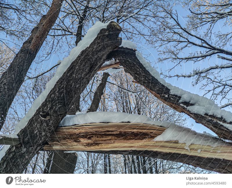 Rissiger Baum im Winter, schneebedeckt Schnee Schneedecke kalt Schneespur weiß Winterstimmung Wintertag Natur Kälte Schneelandschaft Landschaft Wetter Frost