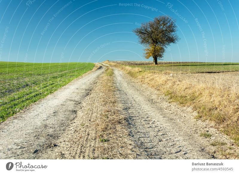 Schotterstraße durch die Felder und ein einsamer Baum Natur Straße Single Gras Landschaft Himmel blau Schmutz grün Ackerbau Bauernhof Horizont Weg ländlich