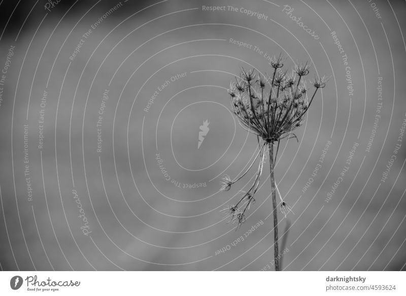 Getrocknete Blume mit Samen und trockenen Ästen vor einem neutralen grauen Hintergrund in der freien Wildbahn, Romantik und Urwüchsigkeit Natur natürlich blühen