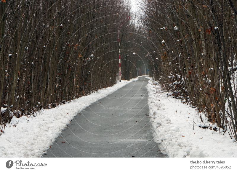 Weg durch den verschneiten Wald an einem düsteren Tag Ausflug Winter Schnee Bäume Natur kalt weiß Außenaufnahme Menschenleer Wintertag Winterstimmung frieren