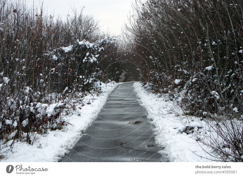 Weg durch den verschneiten Wald an einem düsteren Tag Ausflug Winter Schnee aus Bäume Natur kalt weiß Außenaufnahme Menschenleer Wintertag Winterstimmung