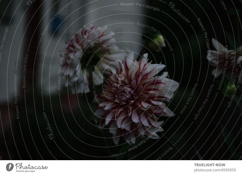 Dahlien spät erblüht / Die Zeit zwischen Tag und Traum / Dunkles Geheimnis asteraceae Blumen Herbst Dämmerung Korbblüter Zierpflanze Garten Park Abend