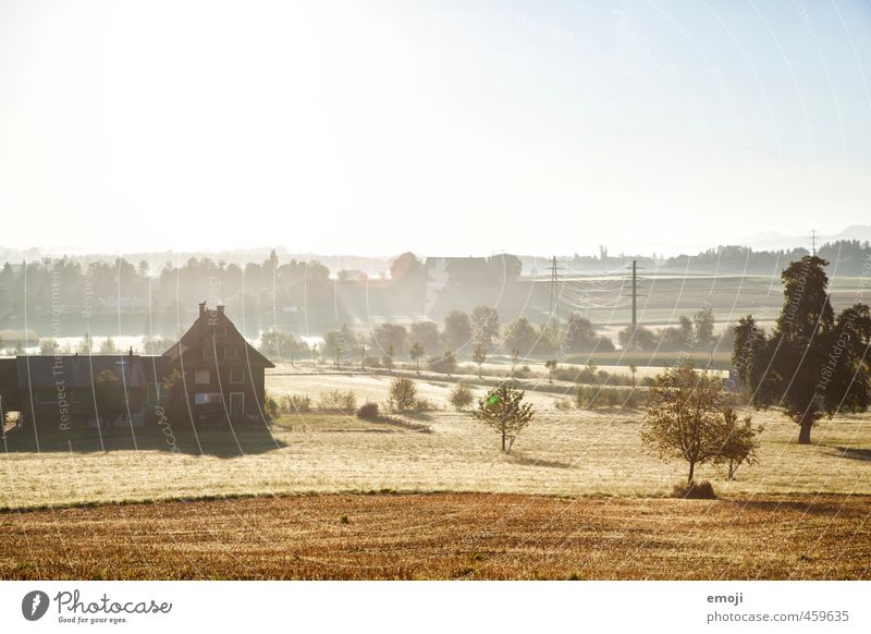 goldene Morgenstund Umwelt Natur Landschaft Pflanze Baum Wiese Feld natürlich gelb Landwirtschaft Farbfoto Außenaufnahme Menschenleer Licht Sonnenlicht