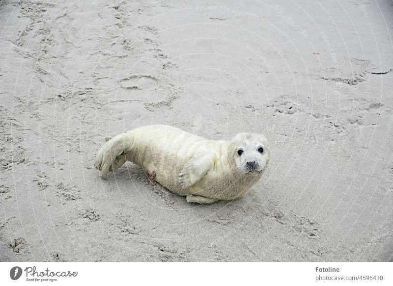 Ein Heuler liegt am Strand von Helgoland und schaut direkt in meine Kamera. Kegelrobbe Tier Natur Wildtier Farbfoto Außenaufnahme Tag Küste Robben Sand