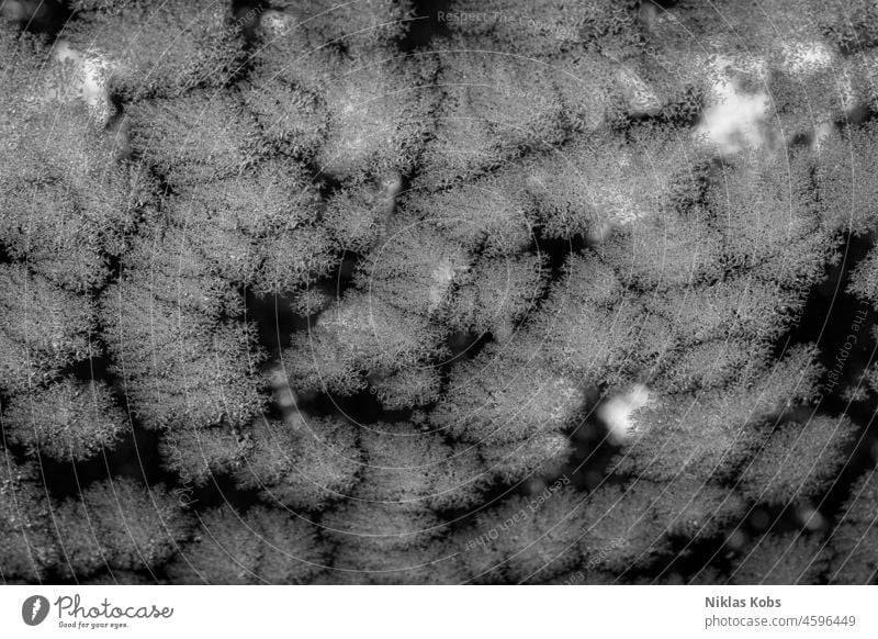 Eisblume Eiskristall Frost Eisblumen Kristallstrukturen kalt gefroren Außenaufnahme Menschenleer frieren Fensterscheibe Nahaufnahme