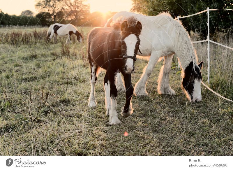 Sohn und Vater Sommer Herbst Gras Wiese Weide Tier Haustier Pferd 3 Tierjunges Fressen Neugier niedlich Idylle Zaun Fohlen Farbfoto Außenaufnahme Menschenleer