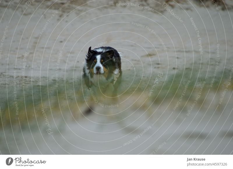 Australien-Shepherd Hund Dünen Dünengras dünenlandschaft Sand Strand Küste Natur Landschaft Meer Nordsee Ferien & Urlaub & Reisen Außenaufnahme Nordseeküste