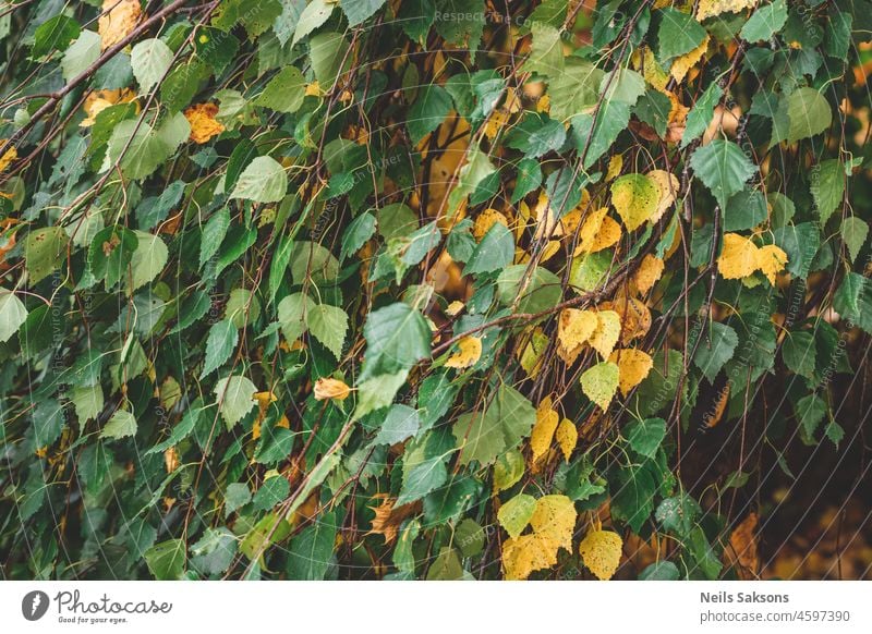 Dichtes Laub der Birke Herbst Hintergrund schön hell braun Kätzchen Farbe farbenfroh Tag Ohrringe Ökologie Umwelt fallen Flora Laubwerk Wald frisch grün Grün