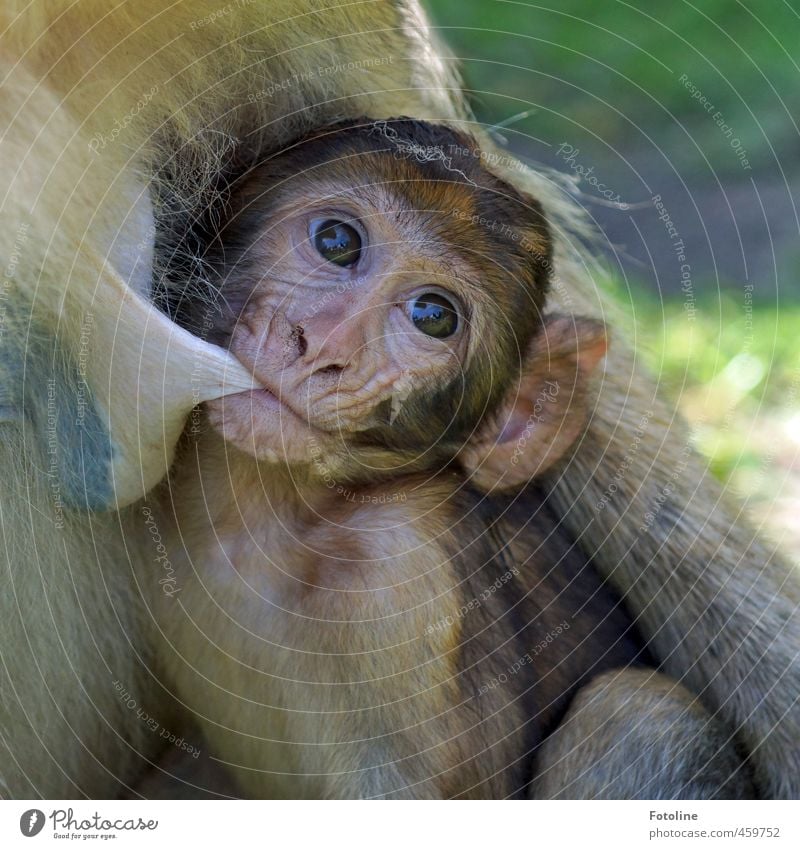 Tiere | Satt??? Umwelt Natur Wildtier Tiergesicht Fell 2 Tierjunges Tierfamilie frei klein nah natürlich Affen saugen Farbfoto mehrfarbig Außenaufnahme