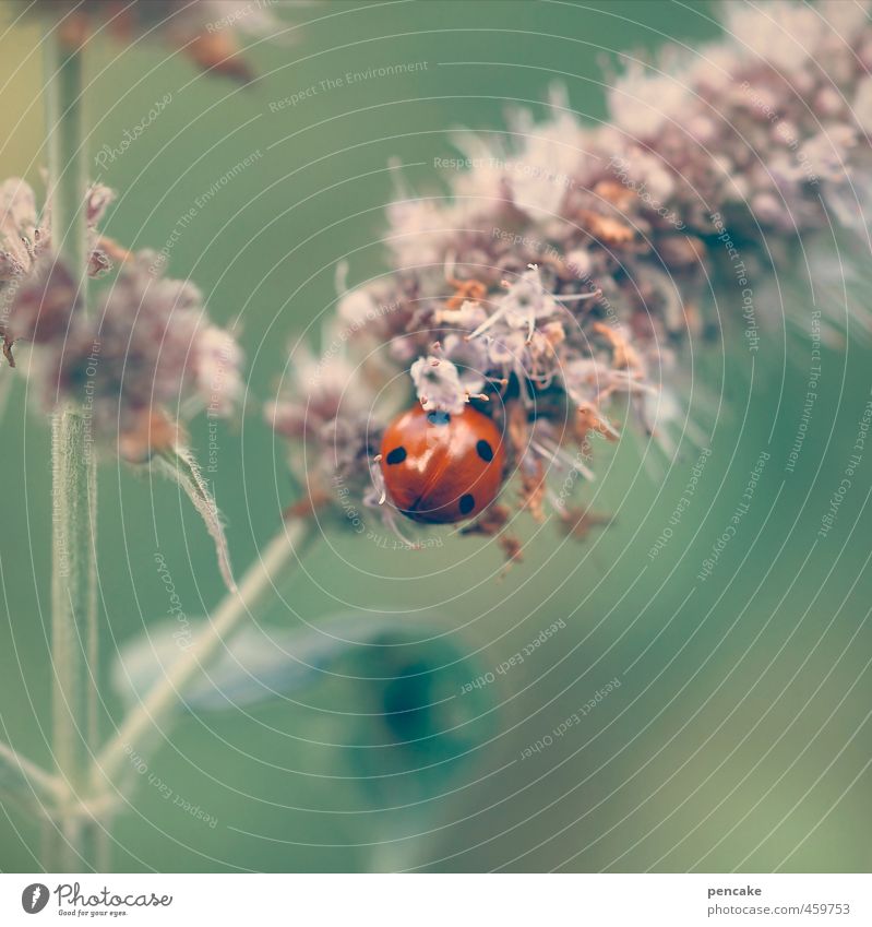 perle der natur Umwelt Natur Tier Pflanze Blume Gras Wildpflanze Käfer 1 Zeichen ästhetisch niedlich weich grün rot Glück Idylle einzigartig Marienkäfer 4 sanft