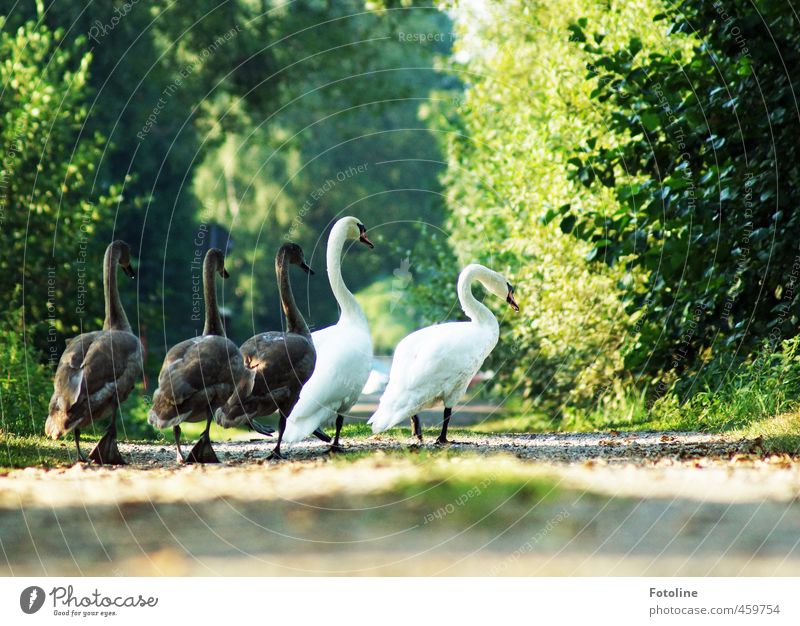 Familienausflug Umwelt Natur Pflanze Tier Urelemente Erde Sand Sommer Baum Sträucher Park Wald Wildtier Schwan Tierfamilie natürlich Farbfoto mehrfarbig