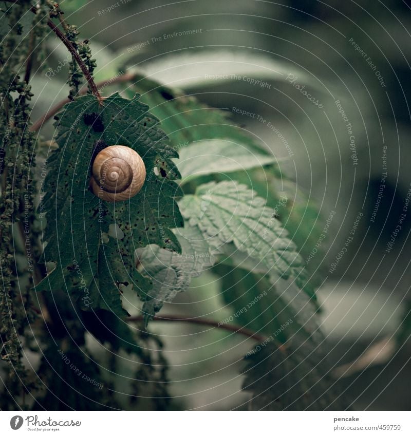 ruhepol Natur Pflanze Wildpflanze Wald Schnecke 1 Tier Zeichen dunkel nass rund weich Ruhepunkt Schneckenhaus Brennnessel zentrieren Innere Sicherheit