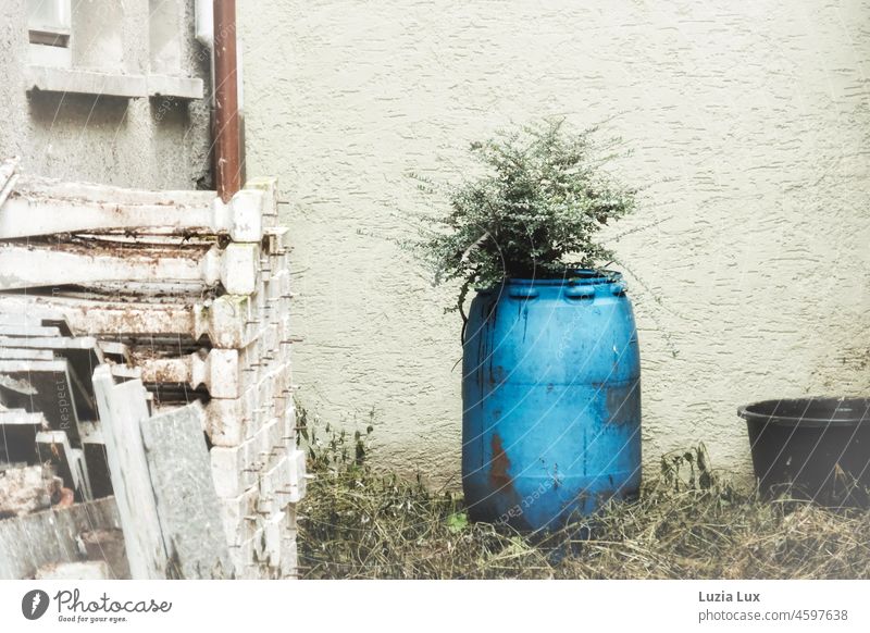 In einem verlassenen Hinterhof wächst ein tapferer, immergrüner Strauch in einer alten Regentonne Hof wuchern wuchernd hart widerständsfähig blau Baustelle