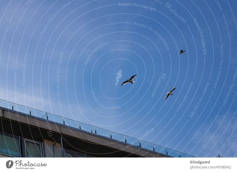 bild mit drei vögeln Möwe fliegen Freiheit Meer Sehnsucht Vogel Himmel Flügel blau Tier Küste Wolken Außenaufnahme Sommer Nordsee Balkon Urlaub Tourismus