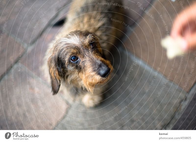 Futterblick Tier Haustier Hund 1 füttern Blick niedlich Tierliebe Wachsamkeit geduldig Dackel Rauhaardackel Farbfoto Gedeckte Farben Außenaufnahme Nahaufnahme