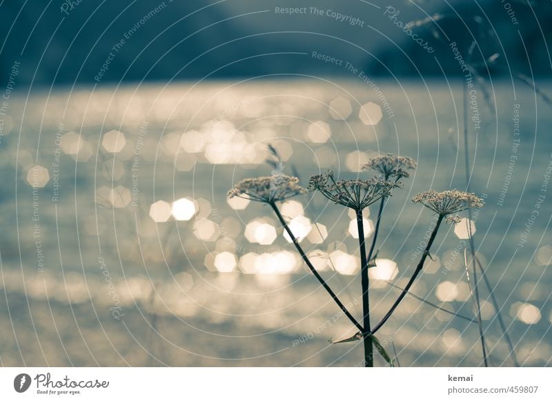 Am See Umwelt Natur Landschaft Pflanze Wasser Sonnenlicht Sommer Schönes Wetter Blume Gras Seeufer Vilsalpsee glänzend Wachstum ruhig Farbfoto Gedeckte Farben