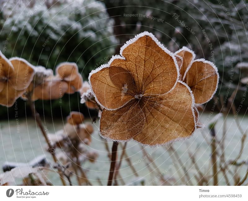 Vertrocknete Hortensienblüte mit Raureif am Blütenrand im winterlichen Garten Nahaufnahme Natur Pflanze Menschenleer Schwache Tiefenschärfe Unschärfe Winter