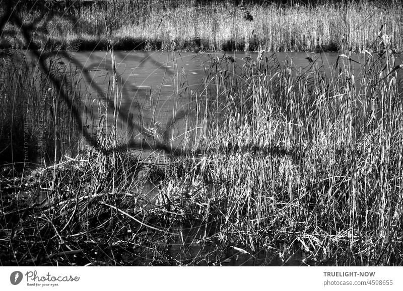 Ein kleiner Weiher im Park, Wasser, Ufer, trockenes Schilfgras im Winter leuchtet in der Sonne, im Vordergrund ein Ast, s/w kleiner See Teich Winterzeit