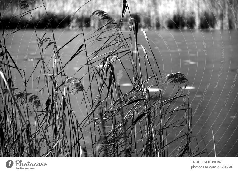 Winterstill der Tag / Schilfgras hält den Atem an / Auf dem Wasser Eis Teich Weiher See Natur Seeufer Landschaft Pflanze Ufer Ruhe ruhig Wasseroberfläche Umwelt