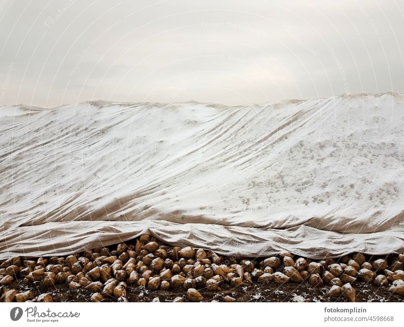 Zuckerrüben - abgedeckte Anhäufung im Schnee Rüben Lebensmittel Ernte Ernährung Nahrungsmittel Winter Abdeckung schnee kalt Landwirtschaft frisch Haufen