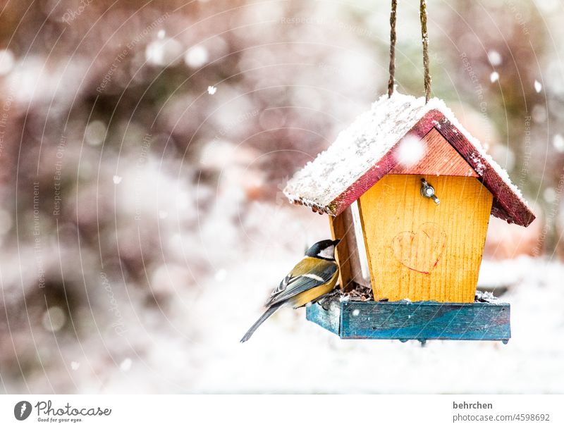 schneeflöckchen tanzen. im herzhäuschen die meise. ein wintermärchen. Meisen Außenaufnahme Winter Jahreszeiten Vogel Tier hübsch füttern Fressen niedlich