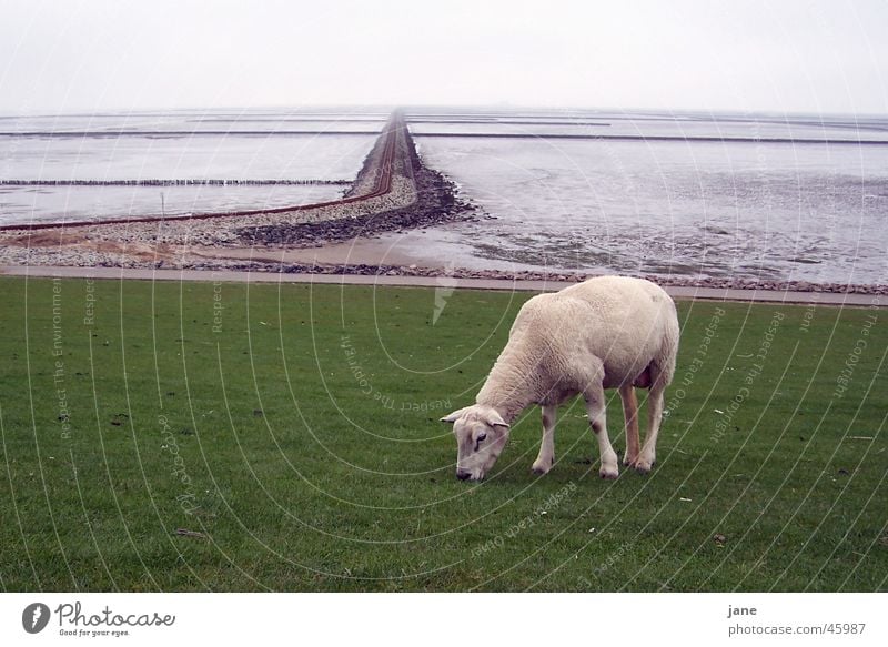 Lamm auf Reisen, Rast vor den Gleisen Schaf Meer Ebbe Ferien & Urlaub & Reisen ruhig harmonisch Außenaufnahme Fernweh Wattenmeer Nordsee