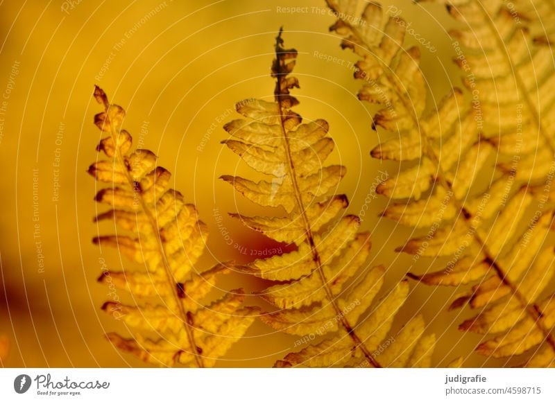 Farn im Herbst Farnblatt Farnblätter Natur Pflanze Blatt Umwelt Farne Botanik Wald gelb Warme Farbe Warmes Licht natürlich Form