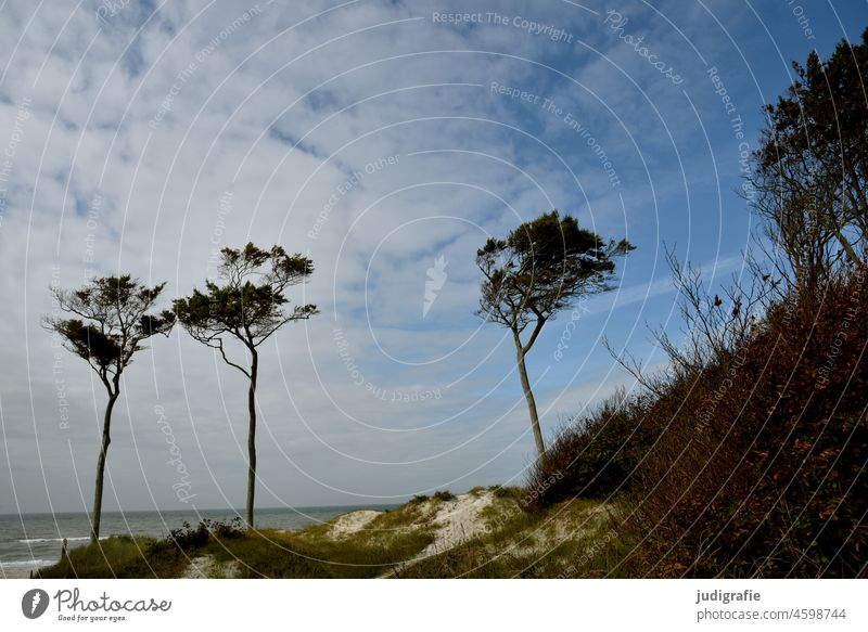 Windflüchter am Darßer Weststrand Bäume Strand Küste Ostsee Fischland-Darß-Zingst Nationalpark Vorpommersche Boddenlandschaft Landschaft Meer Natur Baum