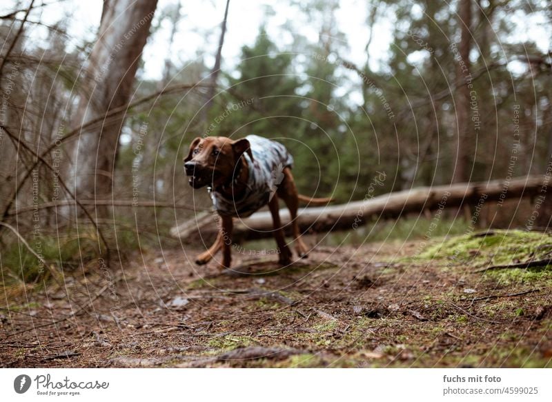 Wuffbert fetzt durch den Wald Jagdhund ridgeback hund wuffer hund welpe natur niedlich braun Tierporträt Natur Blick Hund Tiergesicht Schnauze angriff unscharf