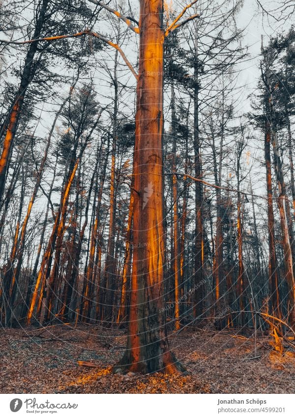 warmes Abendlicht im Wald an hohen kahlen Bäumen im Winter Warmes Licht Abendsonne Abendstimmung abendspaziergang Baum hoch Weite Sonnenlicht