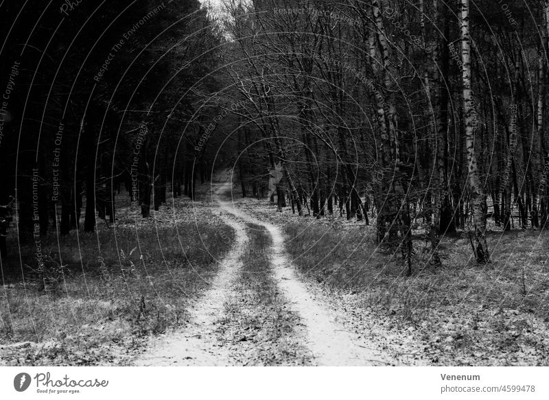 Waldweg im Winter mit ein wenig Schnee, Schwarz/Weiß Schneise Wälder Baum Bäume Ast Niederlassungen Natur wandern Fahrradfahren Freizeit Erholung Spaziergang