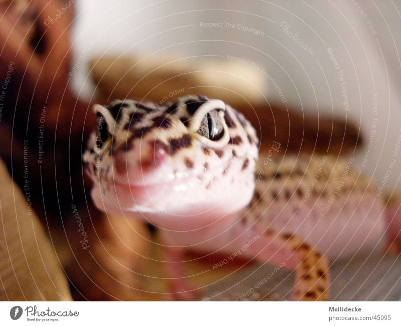 Leopardgecko Gecko Echsen beige braun Reptil Echte Eidechsen Punkt Auge Maul