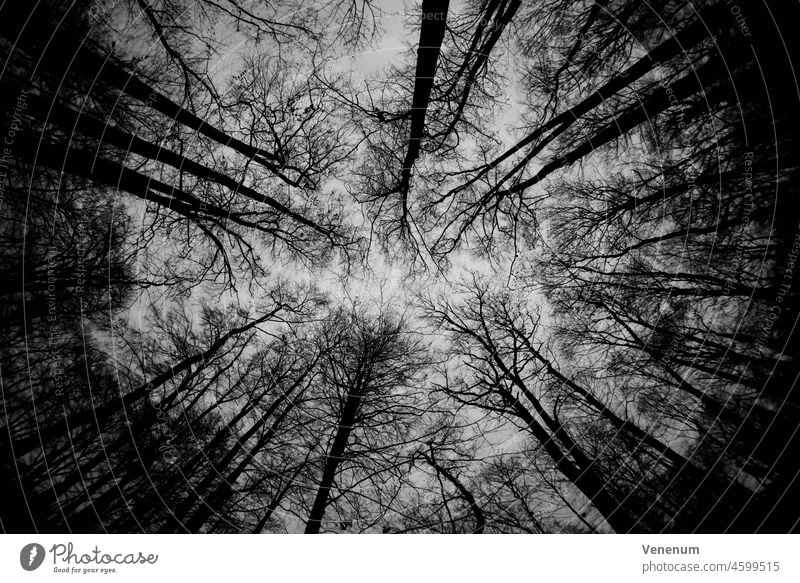 Baumkronen ohne Blätter im Winter im Wald, Schwarz/Weiß Wälder Bäume Waldboden Bodenanlagen Unkraut Bodenbewuchs Kofferraum Rüssel Baumstämme Natur Landschaft