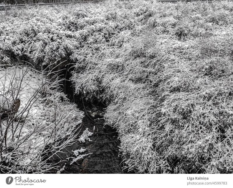 Schneebedeckter Busch mit kleinem Wasserlauf Winter Schneedecke kalt weiß Winterstimmung Tiefschnee Schneefall Landschaft Schneelandschaft Wintertag Kälte