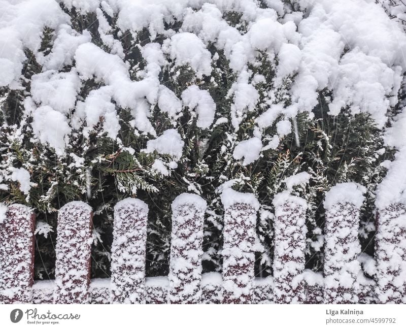 Schneebedeckter Busch und Zaun Schneedecke Winter kalt weiß Wintertag Winterstimmung Schneelandschaft Wetter Landschaft Natur Frost Menschenleer