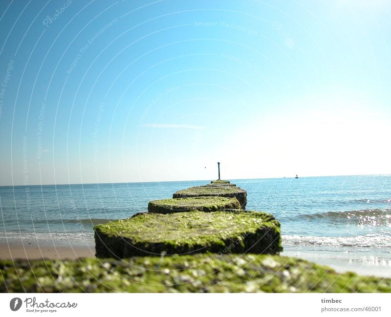 Weit hinaus Strand Meer Buhne Romantik harmonisch Erholung Ferien & Urlaub & Reisen Mann Spielen toben Holz Algen Wellen Gezeiten Sand Wasser Himmel blau Freude