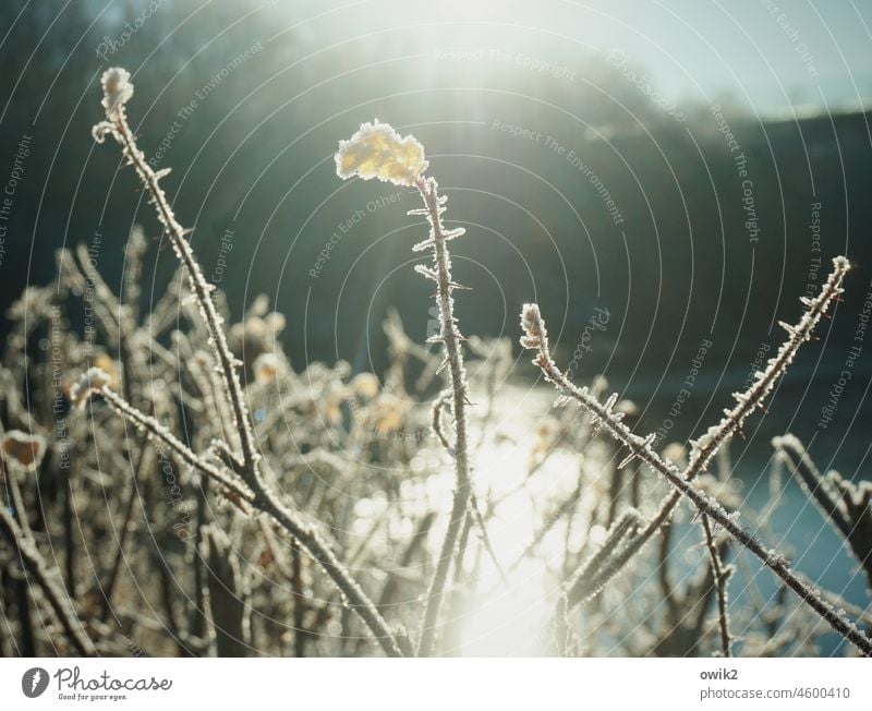 Gefrorene Spitzen Pflanze Hecke Sträucher Zweige Dornen Winter abweisend kalt Raureif vereist Eiskristalle Eisschicht Detailaufnahme Textfreiraum oben