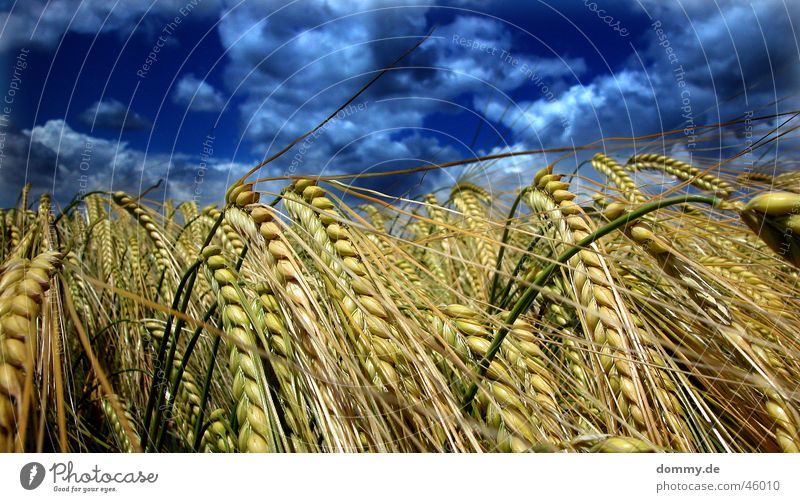 gewitterfeld Feld blau dunkel Weizen Sommer Gewitter getreite Korn Regen schlechtes Wetter Natur