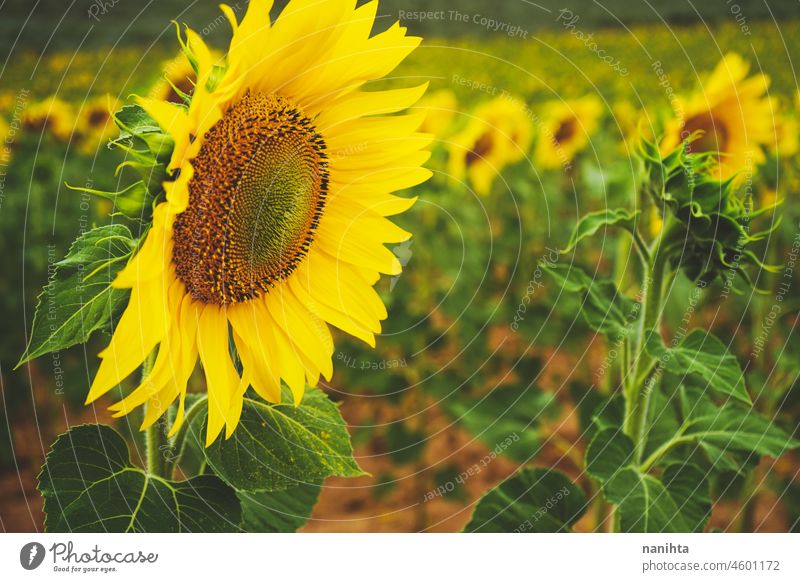 Sonnenblumenfeldfrüchte an einem sonnigen Tag Sommer Herbst Erdöl Ernte Ackerbau Feld Schönheit wunderschön Hintergrund Bild Oberfläche Natur natürlich Arbeit