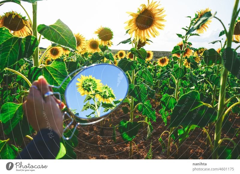 Sonnenblumenfeldfrüchte an einem sonnigen Tag Sommer Herbst Erdöl Ernte Ackerbau Feld Schönheit wunderschön Hintergrund Bild Oberfläche Natur natürlich Arbeit